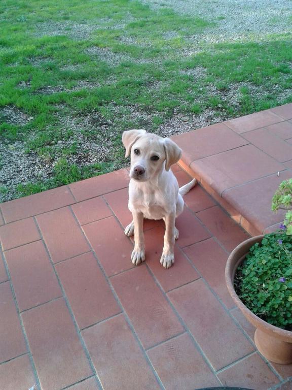 Agriturismo Santa Bruna โวลแตร์รา ภายนอก รูปภาพ