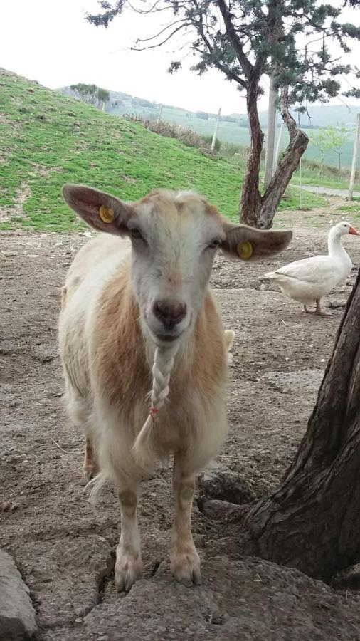 Agriturismo Santa Bruna โวลแตร์รา ภายนอก รูปภาพ